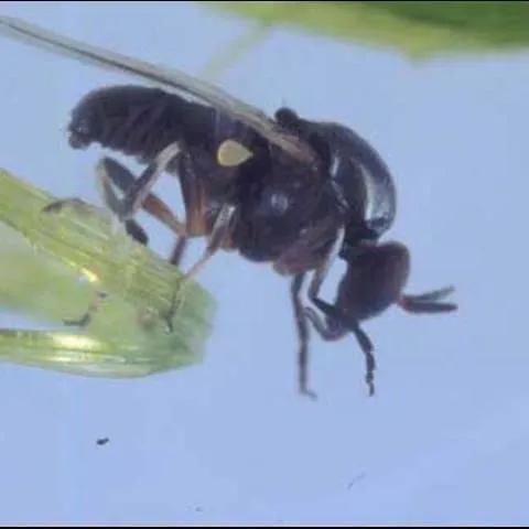 thumbnail for publication: Black Flies, Simulium spp. (Insecta: Diptera: Simuliidae)